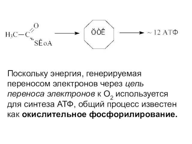 Поскольку энергия, генерируемая переносом электронов через цепь переноса электронов к