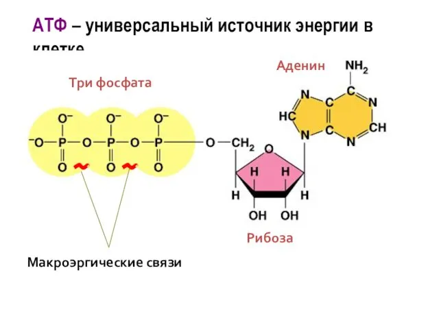 АТФ – универсальный источник энергии в клетке Макроэргические связи