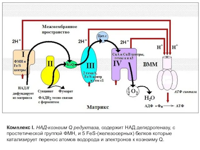 Комплекс I. НАД-коэнзим Q редуктаза, содержит НАД дегидрогеназу, с простетической