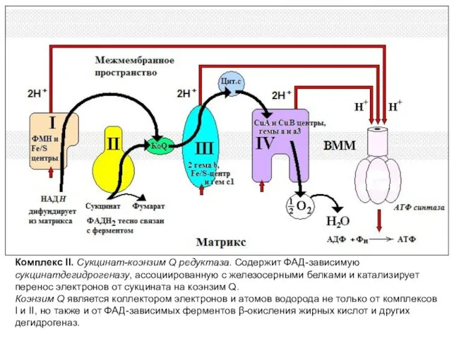 Комплекс II. Сукцинат-коэнзим Q редуктаза. Содержит ФАД-зависимую сукцинатдегидрогеназу, ассоциированную с