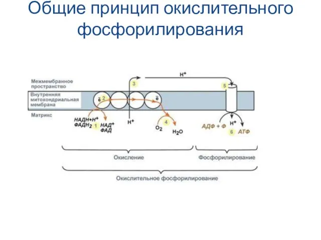 Общие принцип окислительного фосфорилирования