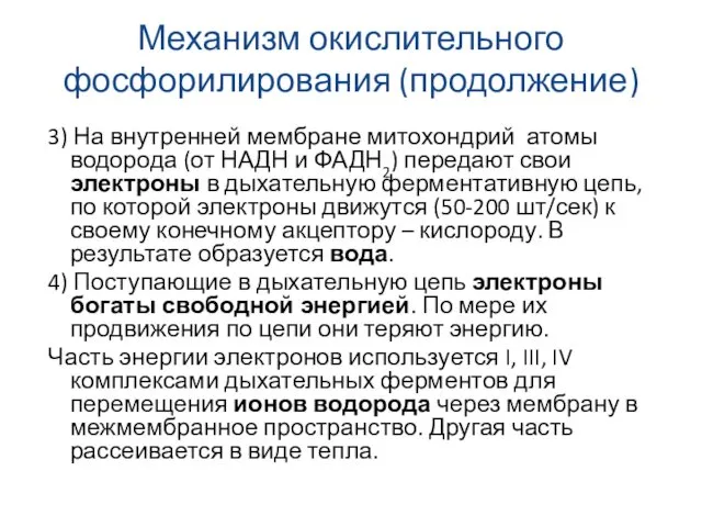 Механизм окислительного фосфорилирования (продолжение) 3) На внутренней мембране митохондрий атомы