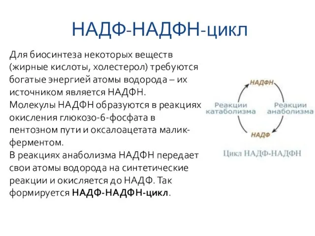 НАДФ-НАДФН-цикл Для биосинтеза некоторых веществ (жирные кислоты, холестерол) требуются богатые