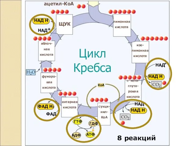 лимонная кислота ЩУК Цикл Кребса НАД НАД НАД НАД Н