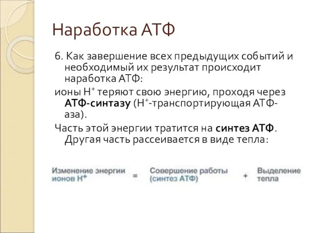 Наработка АТФ 6. Как завершение всех предыдущих событий и необходимый