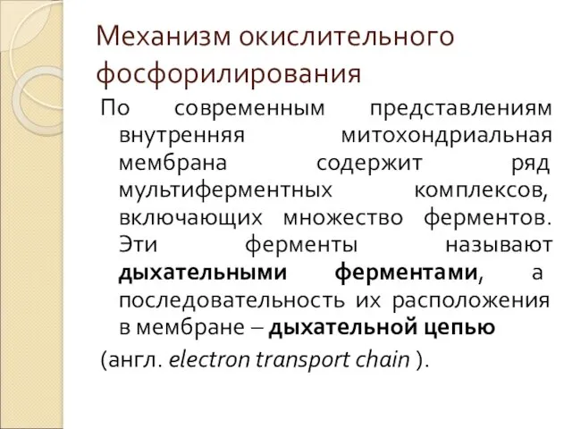 Механизм окислительного фосфорилирования По современным представлениям внутренняя митохондриальная мембрана содержит