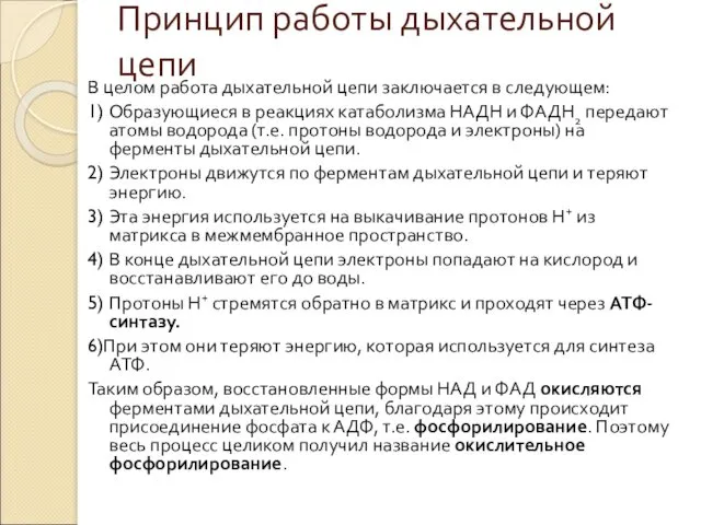 Принцип работы дыхательной цепи В целом работа дыхательной цепи заключается