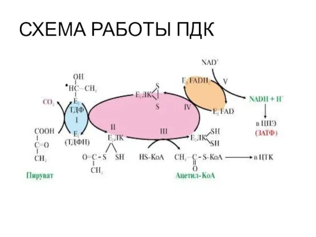 СХЕМА РАБОТЫ ПДК