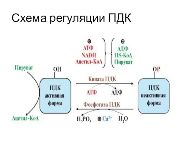 Схема регуляции ПДК