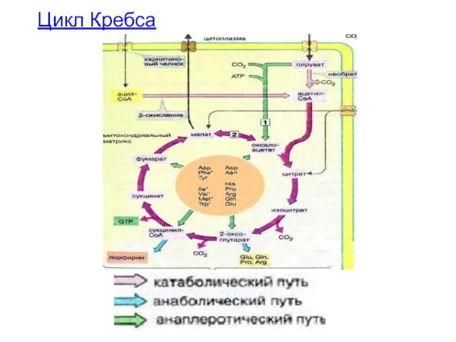 Цикл Кребса