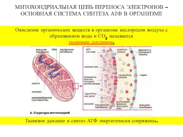 МИТОХОНДРИАЛЬНАЯ ЦЕПЬ ПЕРЕНОСА ЭЛЕКТРОНОВ – ОСНОВНАЯ СИСТЕМА СИНТЕЗА АТФ В