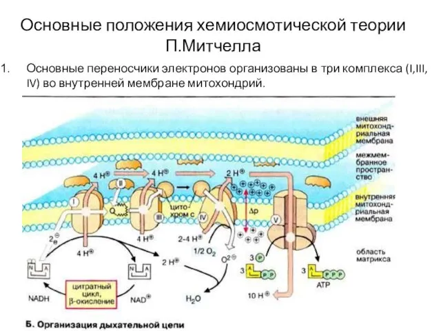 Основные положения хемиосмотической теории П.Митчелла Основные переносчики электронов организованы в