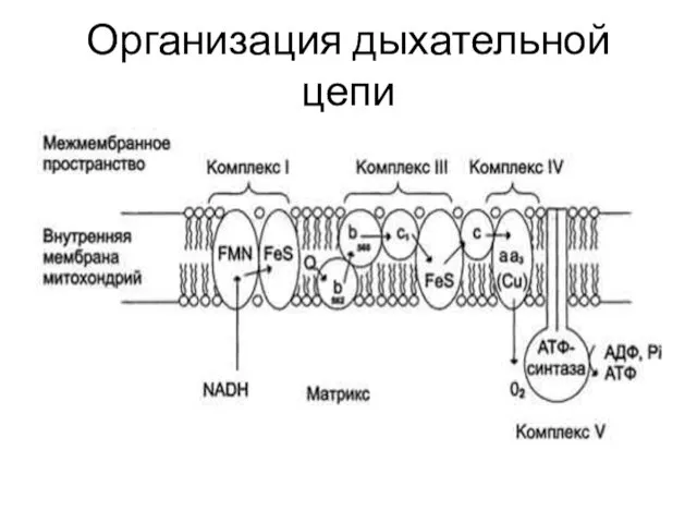 Организация дыхательной цепи