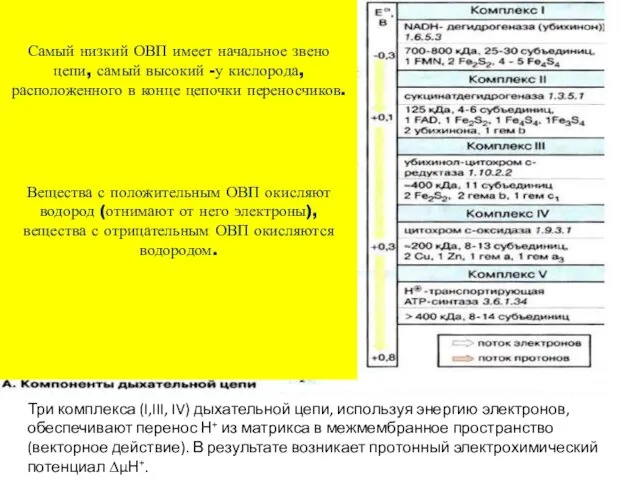 Три комплекса (I,III, IV) дыхательной цепи, используя энергию электронов, обеспечивают