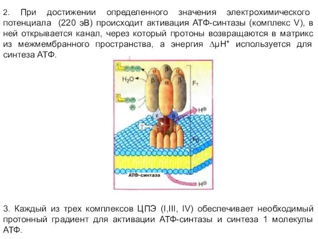 2. При достижении определенного значения электрохимического потенциала (220 эВ) происходит