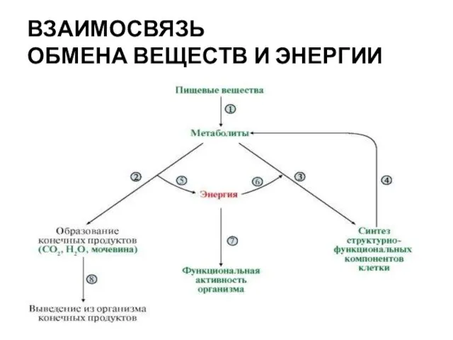 ВЗАИМОСВЯЗЬ ОБМЕНА ВЕЩЕСТВ И ЭНЕРГИИ