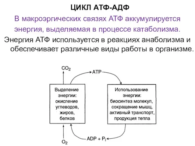 ЦИКЛ АТФ-АДФ В макроэргических связях АТФ аккумулируется энергия, выделяемая в