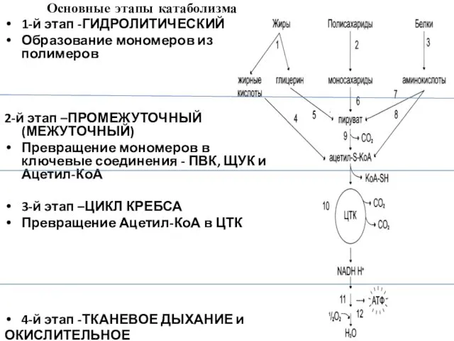 Основные этапы катаболизма 1-й этап -ГИДРОЛИТИЧЕСКИЙ Образование мономеров из полимеров