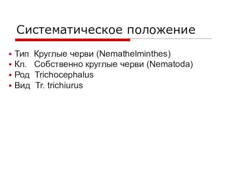 Систематическое положение Тип Круглые черви (Nemathelminthes) Кл. Собственно круглые черви (Nematoda) Род Trichоcephalus Вид Tr. trichiurus