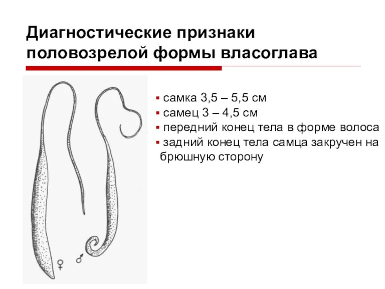 Диагностические признаки половозрелой формы власоглава самка 3,5 – 5,5 см