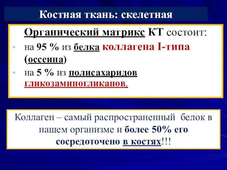 Костная ткань: скелетная Органический матрикс КТ состоит: на 95 %