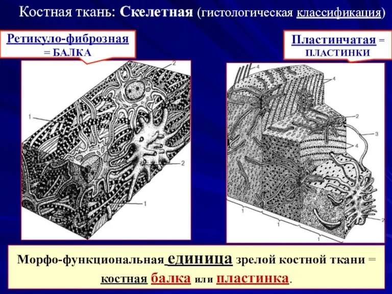 Морфо-функциональная единица зрелой костной ткани = костная балка или пластинка.