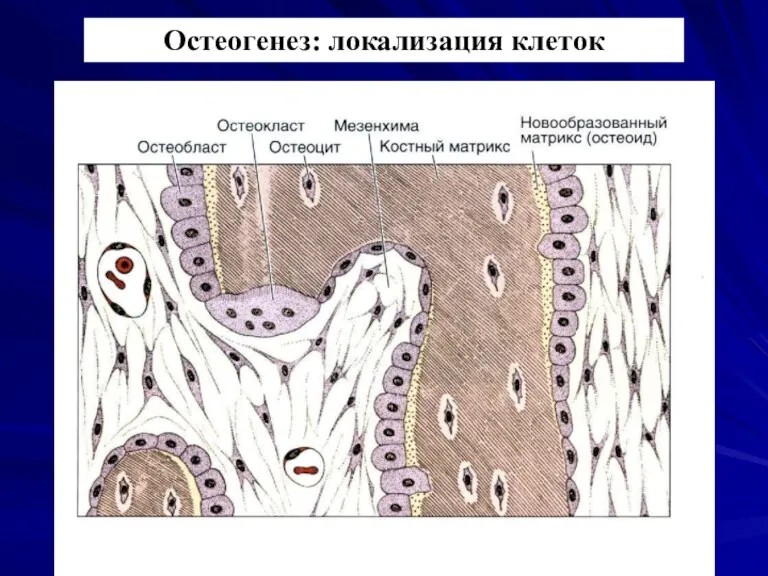 Остеогенез: локализация клеток