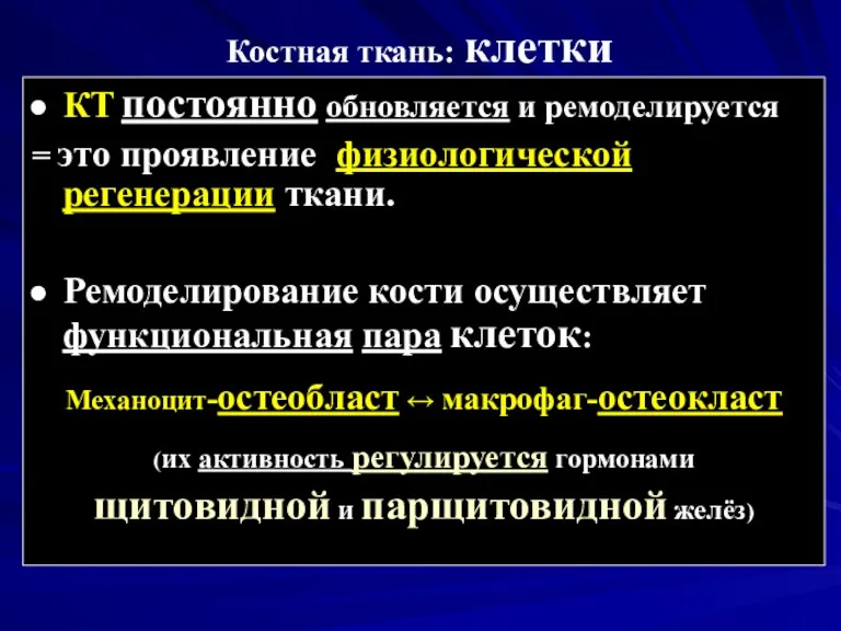 Костная ткань: клетки КТ постоянно обновляется и ремоделируется = это