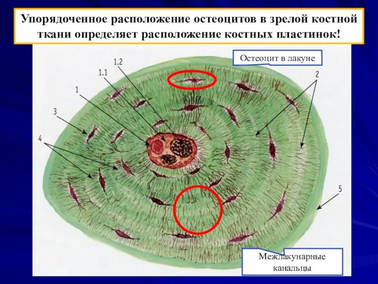 Упорядоченное расположение остеоцитов в зрелой костной ткани определяет расположение костных пластинок! Остеоцит в лакуне Межлакунарные канальцы