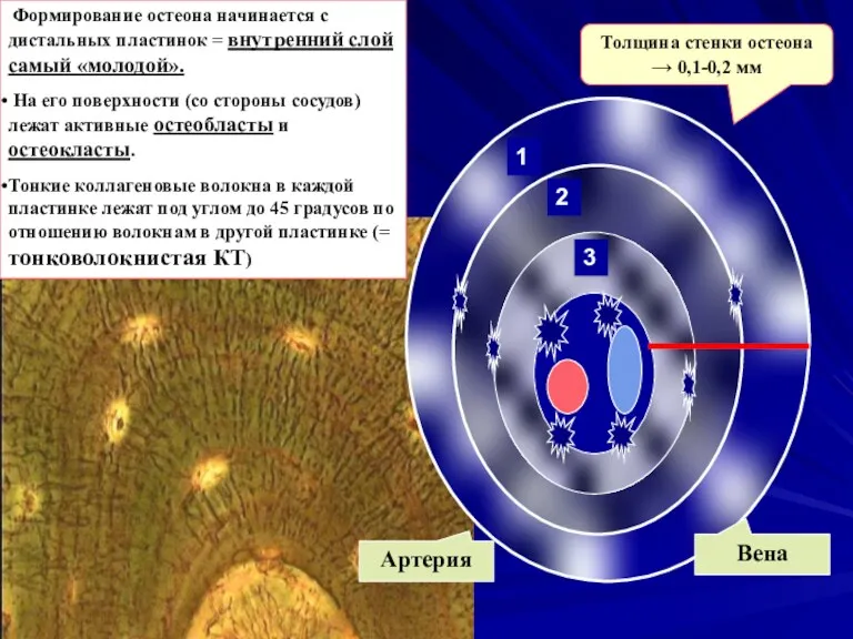 Артерия Вена Толщина стенки остеона → 0,1-0,2 мм 1 2