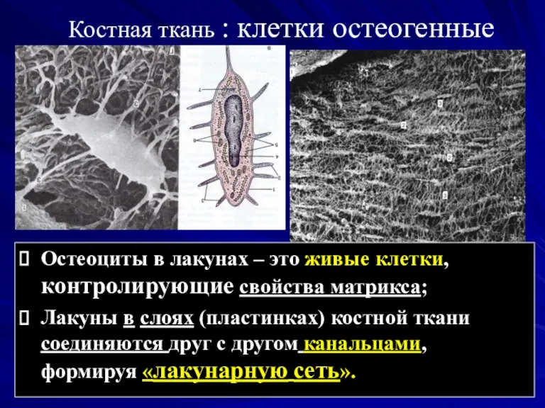 Костная ткань : клетки остеогенные Остеоциты в лакунах – это