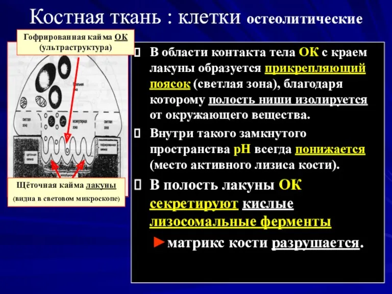 Костная ткань : клетки остеолитические В области контакта тела ОК