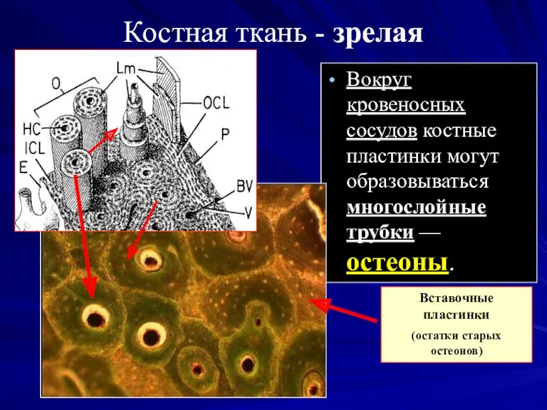 Костная ткань - зрелая Вокруг кровеносных сосудов костные пластинки могут