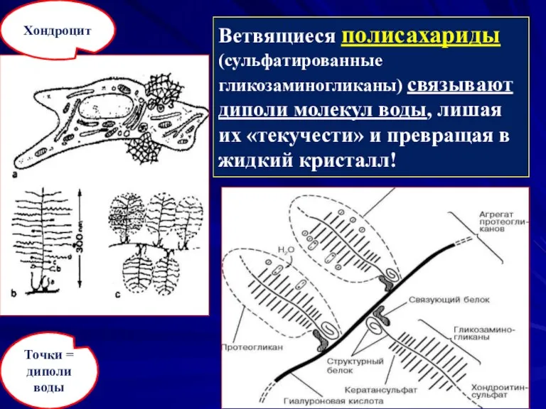 Ветвящиеся полисахариды (сульфатированные гликозаминогликаны) связывают диполи молекул воды, лишая их