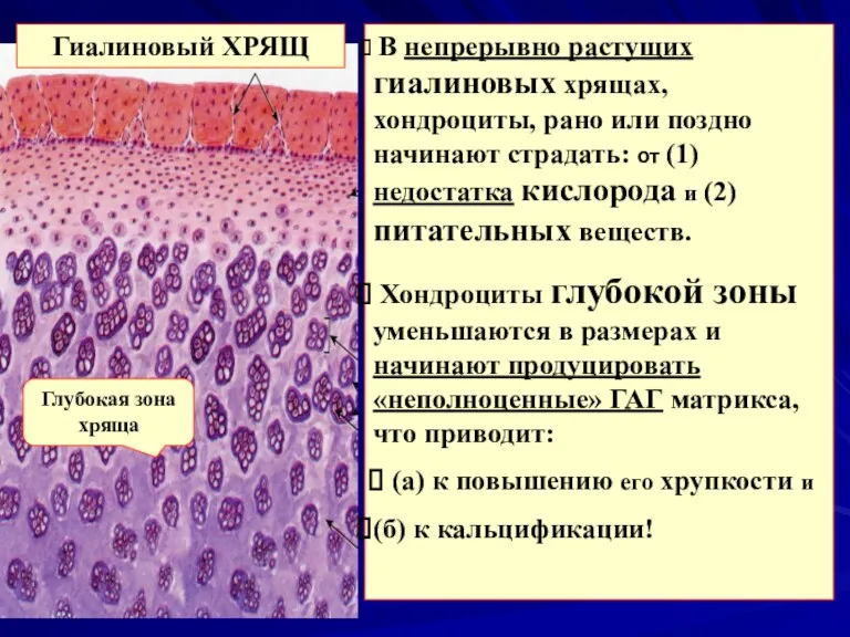 Глубокая зона хряща Гиалиновый ХРЯЩ В непрерывно растущих гиалиновых хрящах,