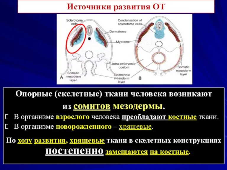 Опорные (скелетные) ткани человека возникают из сомитов мезодермы. В организме