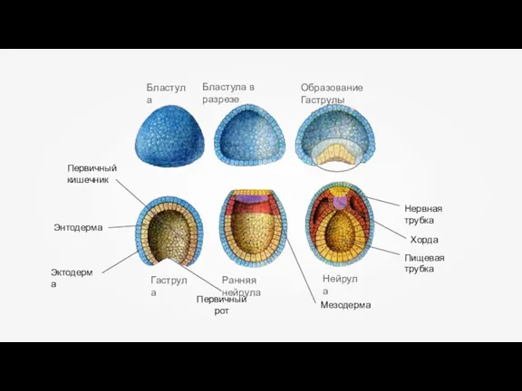 Бластула Бластула в разрезе Образование Гаструлы Гаструла Ранняя нейрула Нейрула