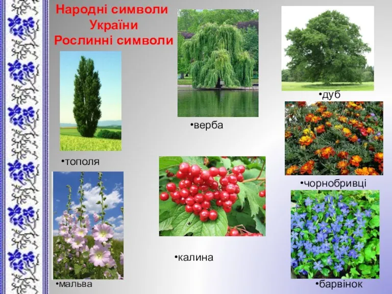 Народні символи України Рослинні символи верба дуб тополя калина чорнобривці барвінок мальва