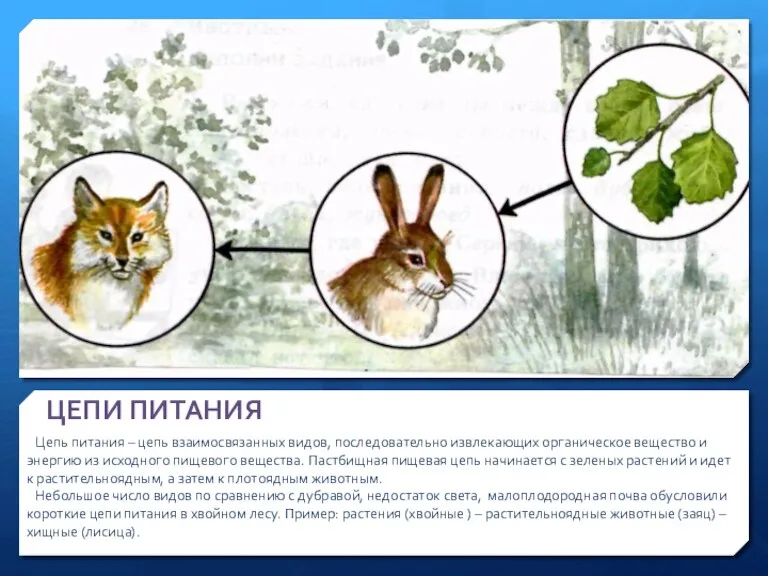 ЦЕПИ ПИТАНИЯ Цепь питания – цепь взаимосвязанных видов, последовательно извлекающих