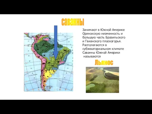 Занимают в Южной Америке Оринокскую низменность и большую часть Бразильского и Гвианского плоскогорья.