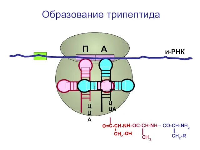 СН2-R ЦЦА ОС-СН-NH – CO-CH-NH2 СН3 ЦЦА О=С-СН-NH- CH2-OH и-РНК П А Образование трипептида