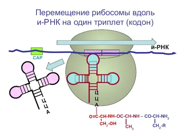 СAP и-РНК ЦЦА Перемещение рибосомы вдоль и-РНК на один триплет