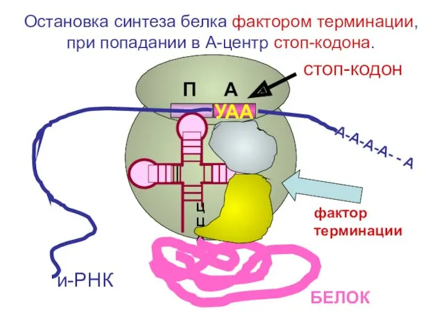 ЦЦА УАА А-А-А-А- - А и-РНК фактор терминации БЕЛОК стоп-кодон