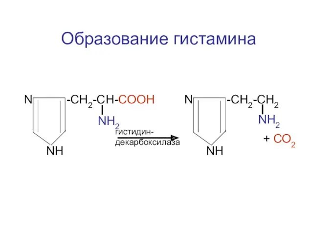 N -CH2-CH-COOH NH2 NH N -CH2-CH2 NH2 NH гистидин-декарбоксилаза + СО2 Образование гистамина