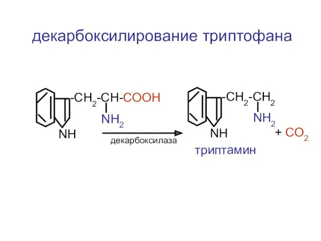 -CH2-CH-COOH NH2 NH -CH2-CH2 NH2 NH триптамин декарбоксилаза + СО2 декарбоксилирование триптофана