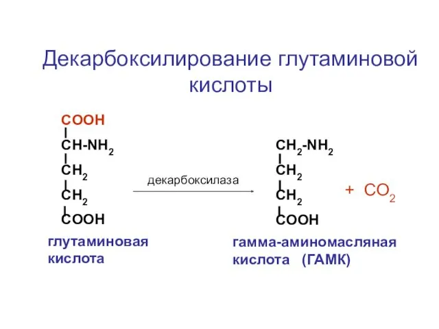 СOOH CH-NH2 CH2 CH2 COOH CH2-NH2 CH2 CH2 COOH декарбоксилаза