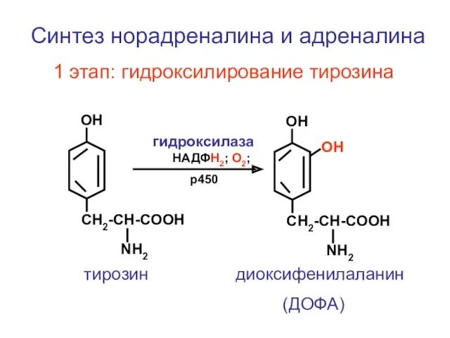 CH2-CH-COOH NH2 ОН CH2-CH-COOH NH2 ОН Синтез норадреналина и адреналина