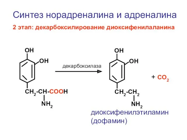 CH2-CH-COOH NH2 ОН ОН CH2-CH2 NH2 ОН ОН + СО2