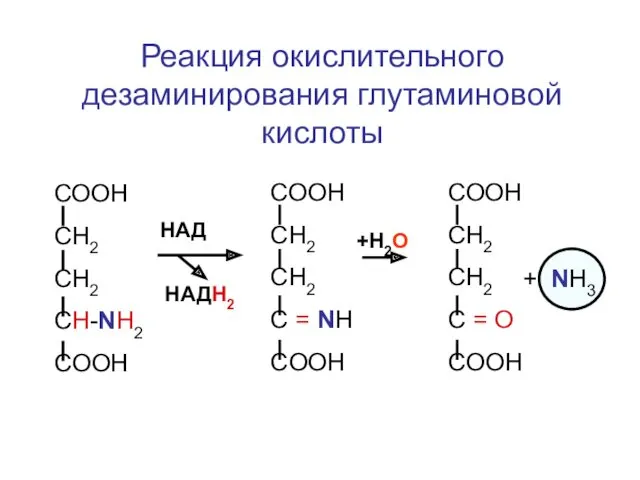 Реакция окислительного дезаминирования глутаминовой кислоты СООН СН2 СН2 CH-NH2 COOH