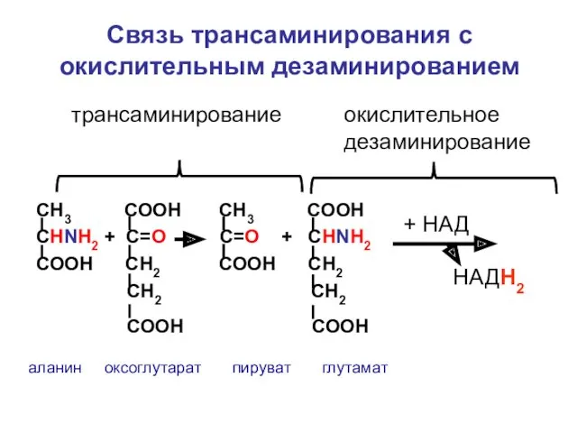 СН3 СООН СН3 СООН СНNH2 + C=О С=О + СНNH2